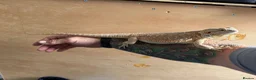 Bearded Dragon reptiles for sale: Bearded dragon and setup - Advert 2