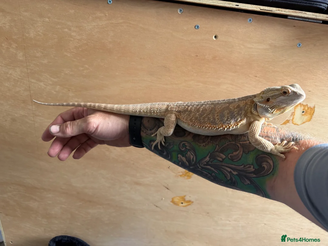 Bearded Dragon reptiles for sale: Bearded dragon and setup - Advert 2