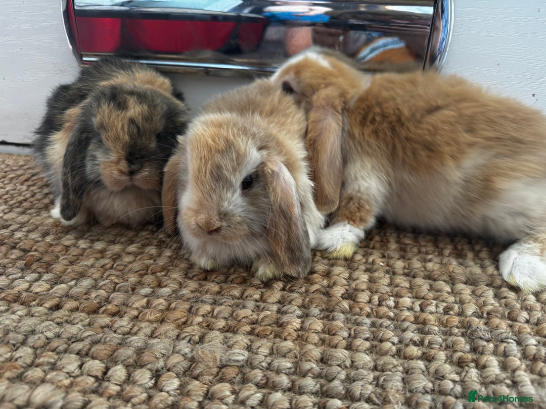 Mini Lop rabbits for sale: Mini Lop Bunnies (3 Girls Ready now) More 15th Aug - Image 13