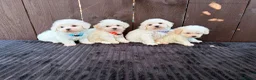 Miniature Poodle dogs for sale: Miniature poodles 2 boys 2 girls  - Advert 12