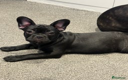 French Bulldog dogs for sale: French Bulldog Puppies 3 Months Old Girl and Boy  - Image 16