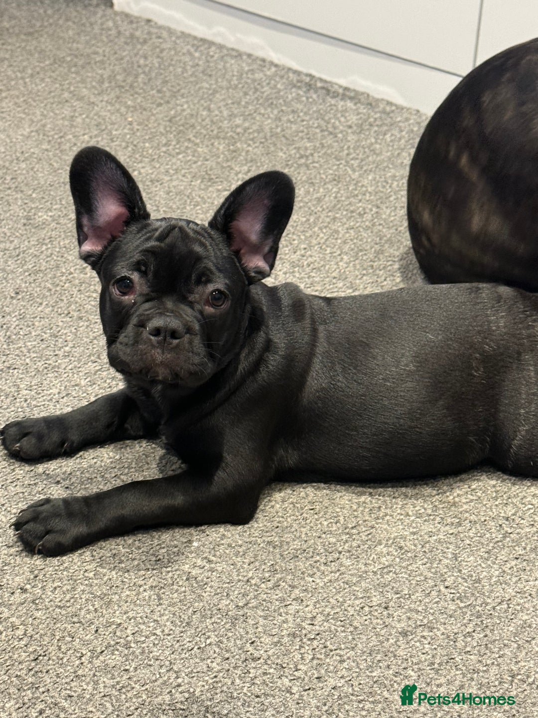 French Bulldog dogs for sale: French Bulldog Puppies 3 Months Old Girl and Boy  - Image 16