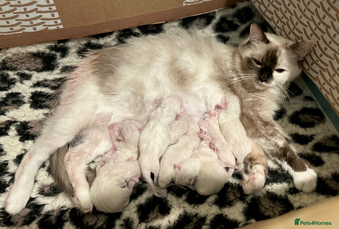 Ragdoll cats for sale: Stunning Rainbow of Ragdoll Kittens - Image 20