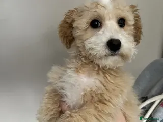 Mixed Breed dogs 2 puppies for sale - Advert 1