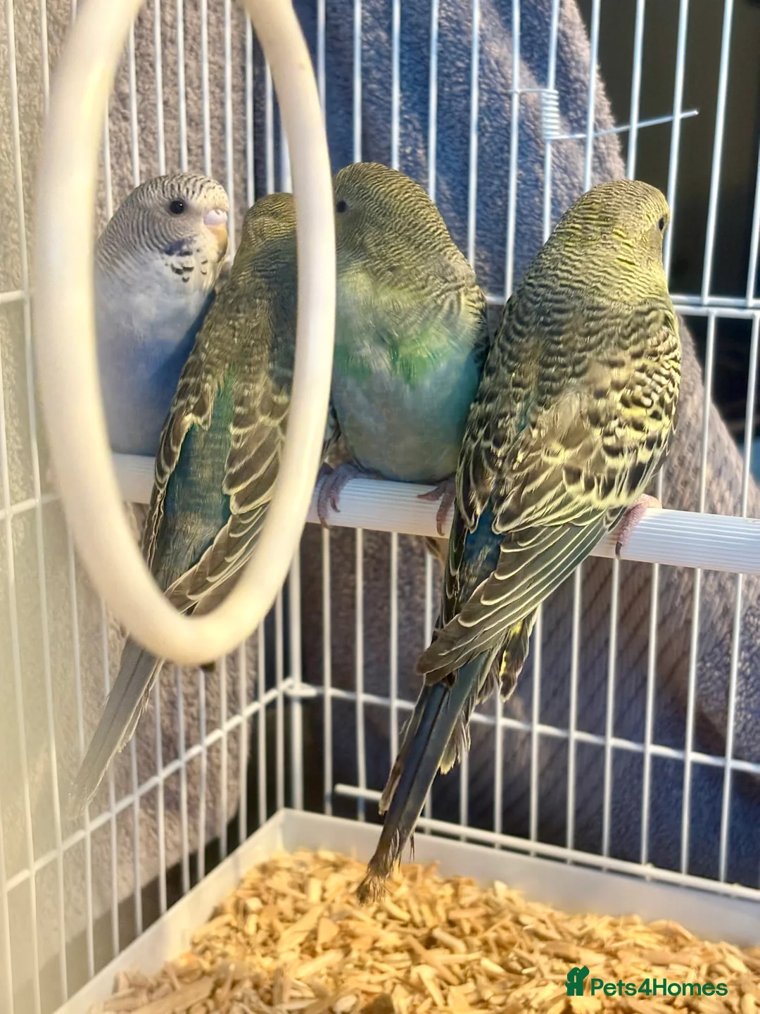 Budgerigars birds for sale: Beautiful Baby Budgies now available  - Advert 4