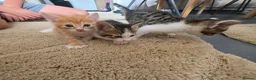 Mixed Breed cats for sale: 4 weeks old kittens in Darlington - Advert 5