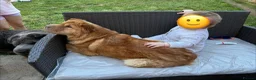 Shar Pei dogs for sale: Beautiful Bearcoat Shar Pei Female (5 yr old) - Advert 17