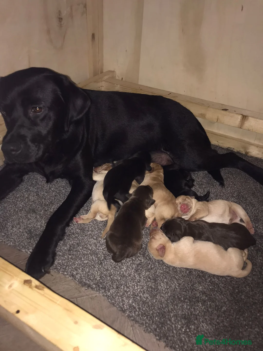 Labrador Retriever dogs for stud: Fox red Labrador ,stud duties (PROVEN) in Hengoed - Advert 13