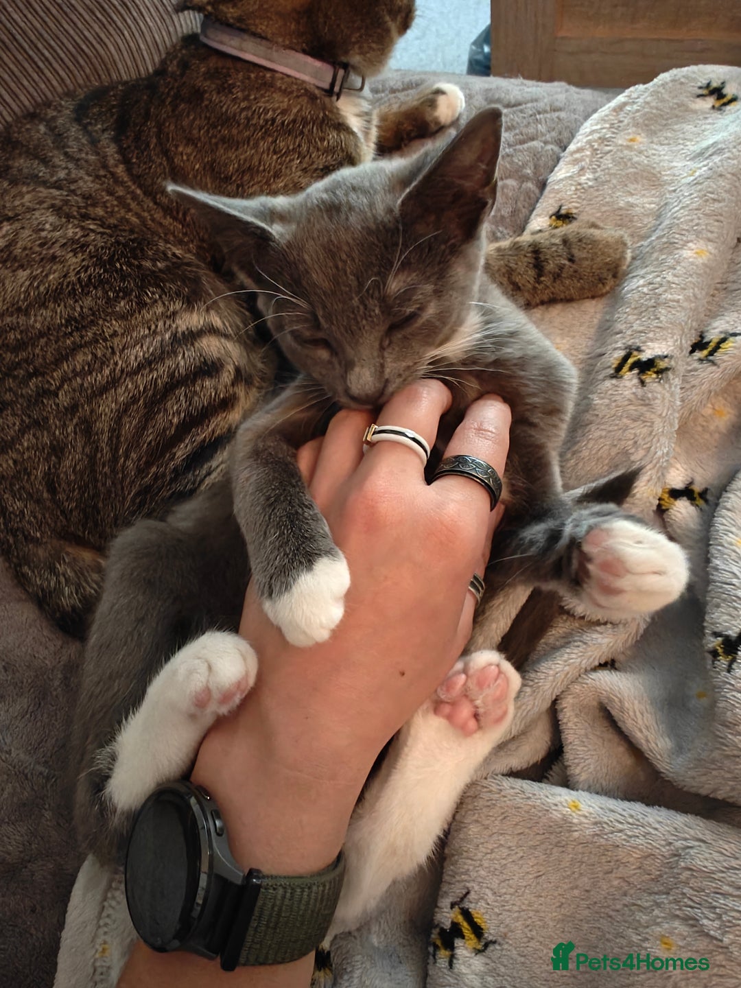 Domestic Shorthair cats for sale: Loving kittens - Image 25