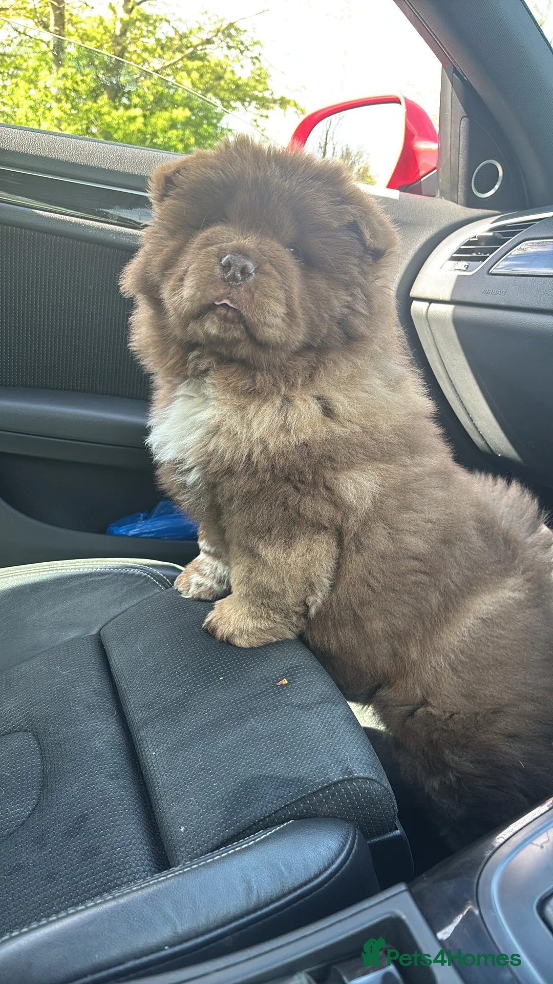 Chow Chow dogs for stud: Chow chow stud  - Advert 2