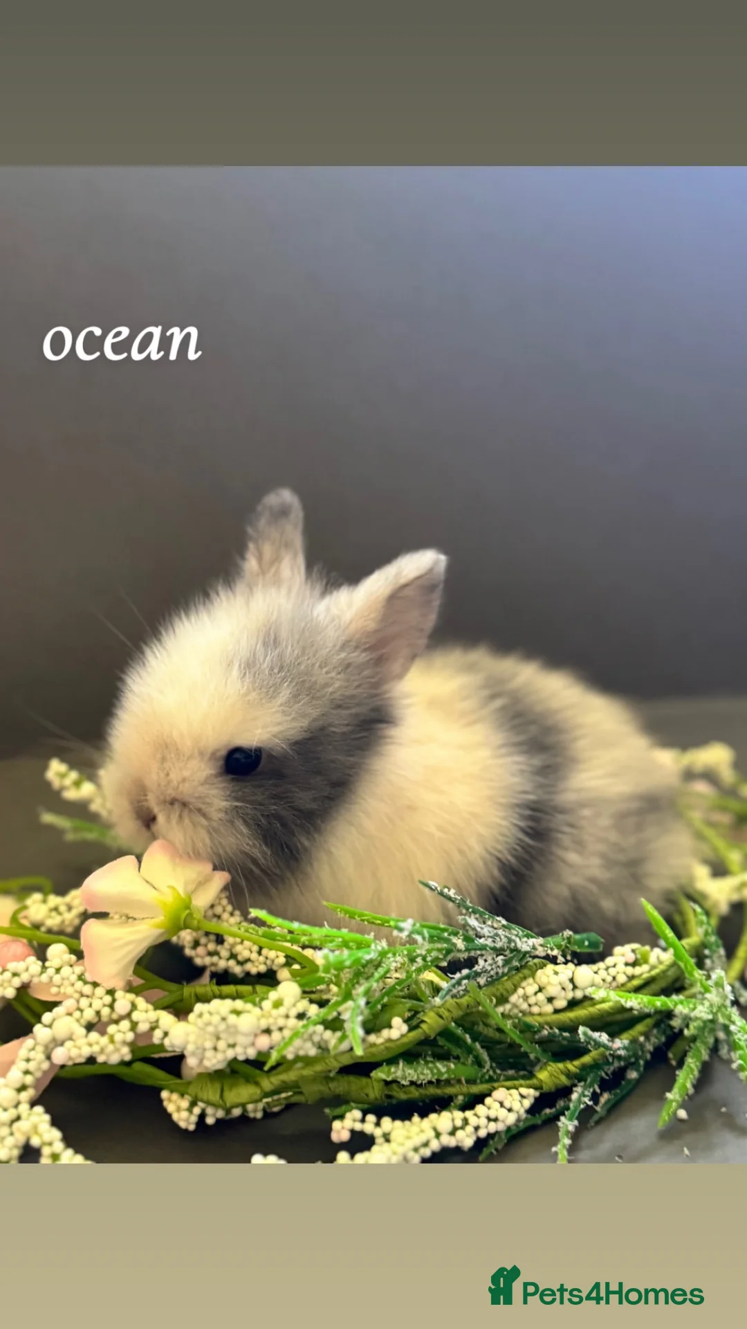 Mini Lion Lop rabbits for sale: 3 beautiful lionlops - Advert 3