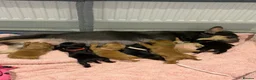 Mixed Breed dogs for sale: Frenchie cross cockapoo pups. - Advert 1