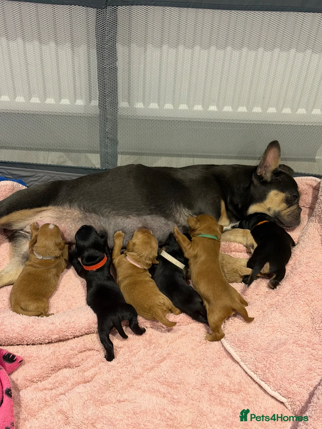 Mixed Breed dogs for sale: Frenchie cross cockapoo pups. - Advert 1