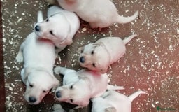 Labrador Retriever dogs for sale: Beautiful yellow/Red KC Labrador Puppies - Image 2