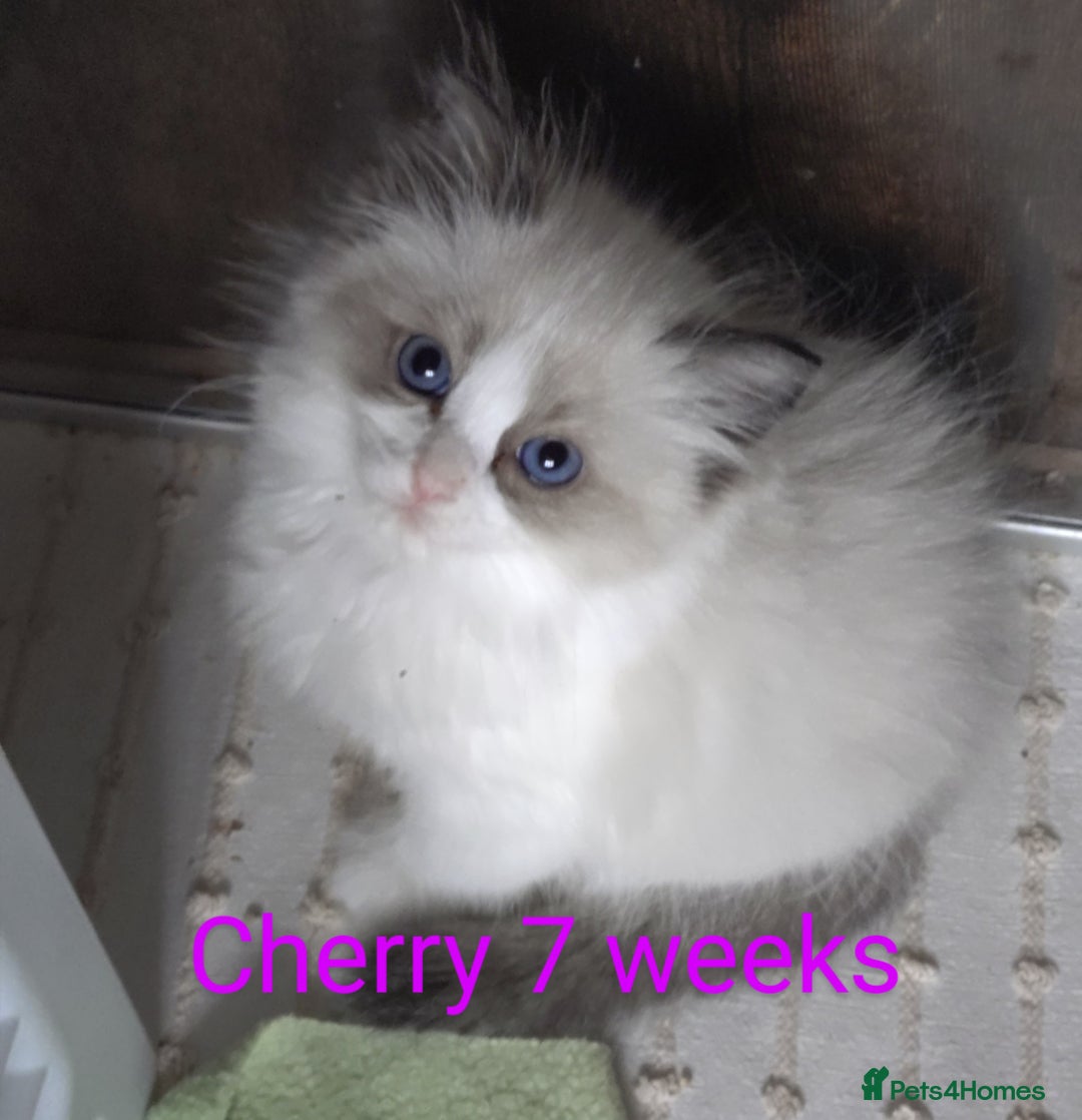 Ragdoll cats for sale: GCCF pedigree ragdoll kittens for sale £850 -£1100 - Image 11