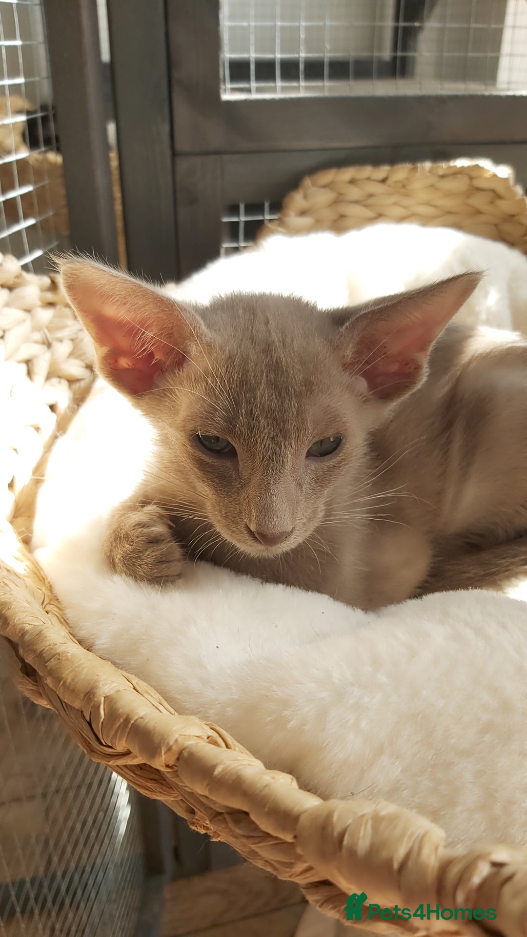 Oriental cats for sale: Full Pedigree Oriental 1 Kitten XL size ears GCCF - Advert 30