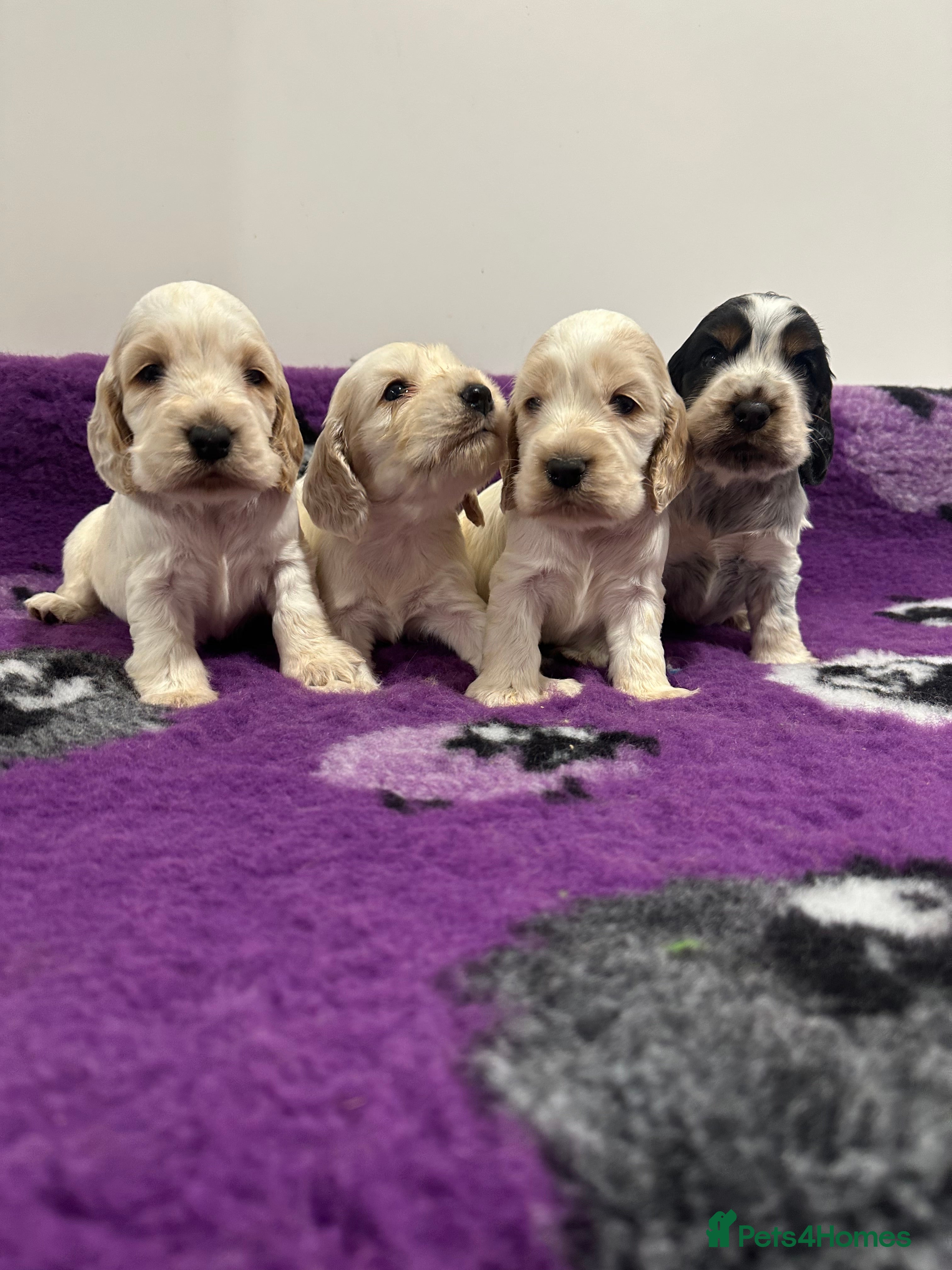 Cocker Spaniel dogs 4 Show Type Cocker Spaniel Puppy’s 🐶 - Advert 3