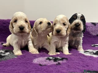 Cocker Spaniel dogs 4 Show Type Cocker Spaniel Puppy’s 🐶 - Advert 12