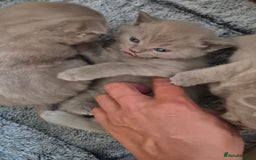 Scottish Fold cats for sale: Scottish fold and straight kittens  - Image 6