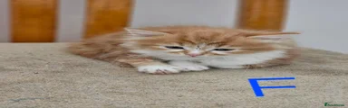 British Shorthair 4