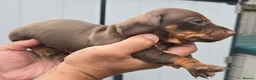 Dachshund dogs for sale: 5 mini daschund puppies are looking for home - Advert 25