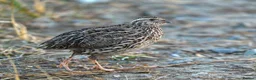 Quail poultry for sale: 🐦 JAPANESE & CHINESE QUAILS FOR SALE 🐦 - Advert 5