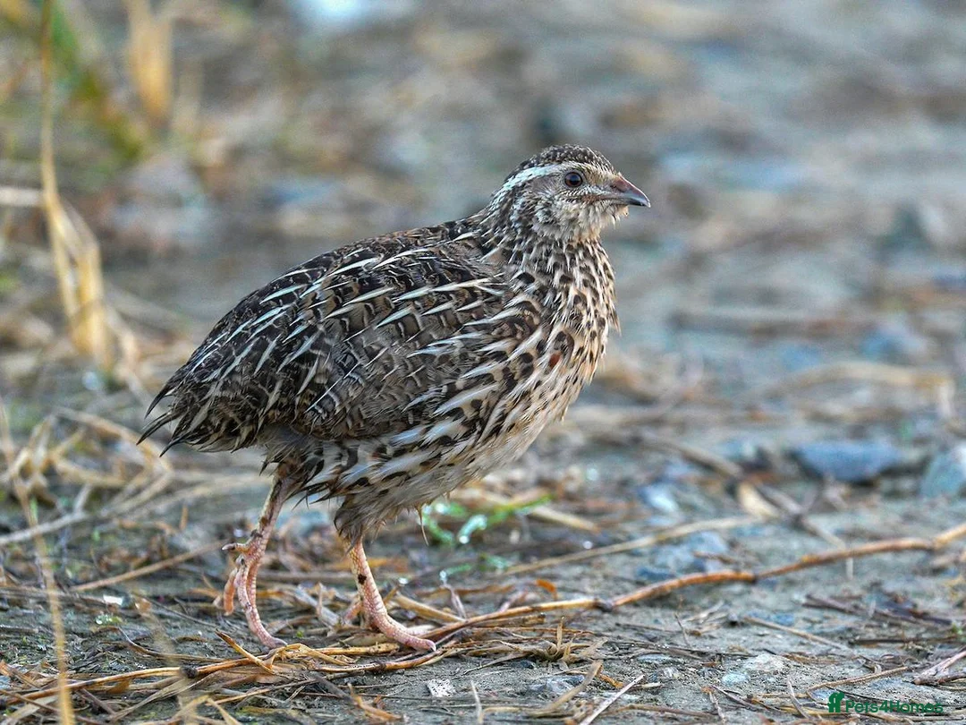 Quail poultry for sale: 🐦 JAPANESE & CHINESE QUAILS FOR SALE 🐦 - Advert 5