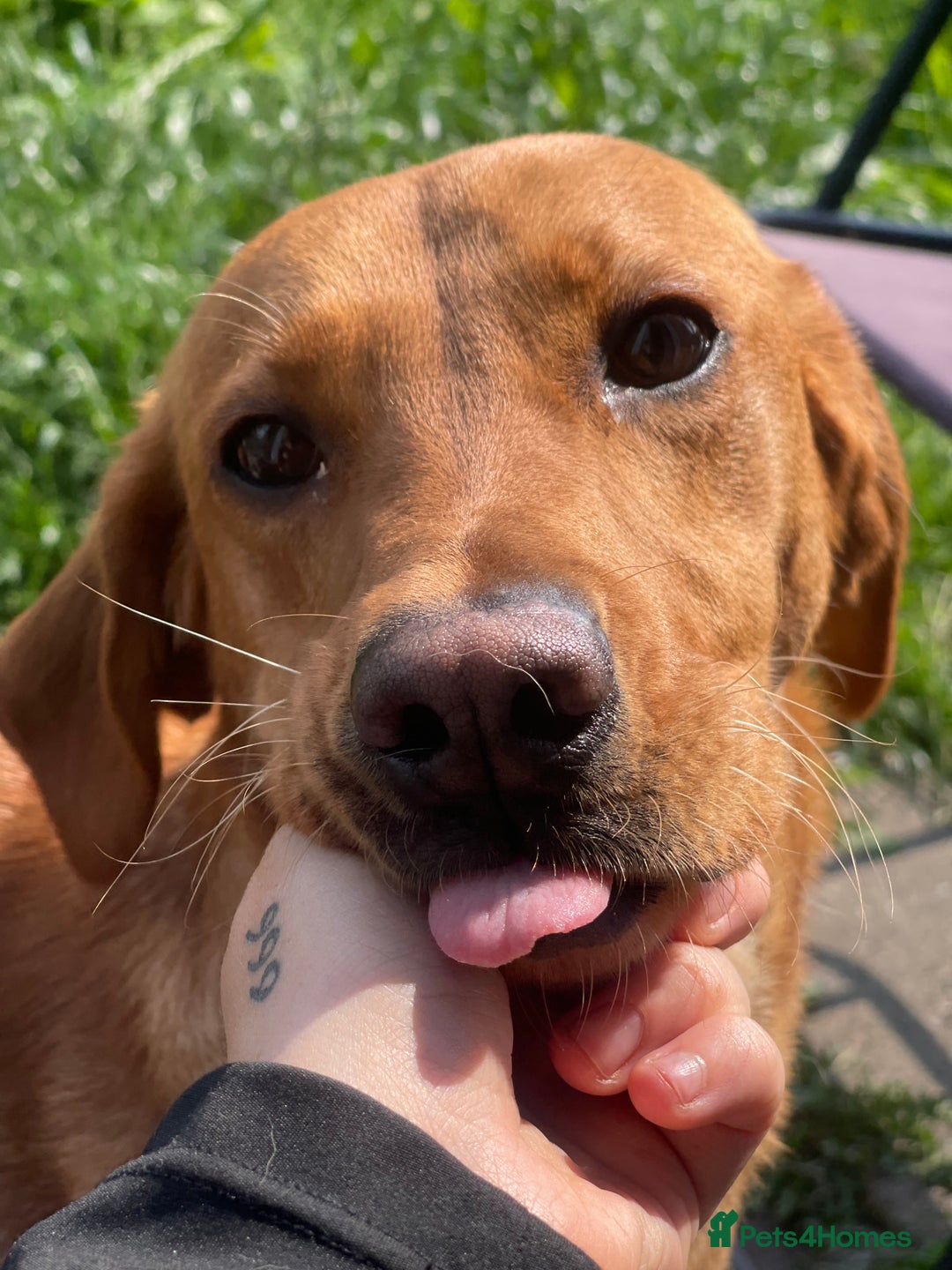 Labrador Retriever dogs for sale: red fox Labrador female  - Image 3