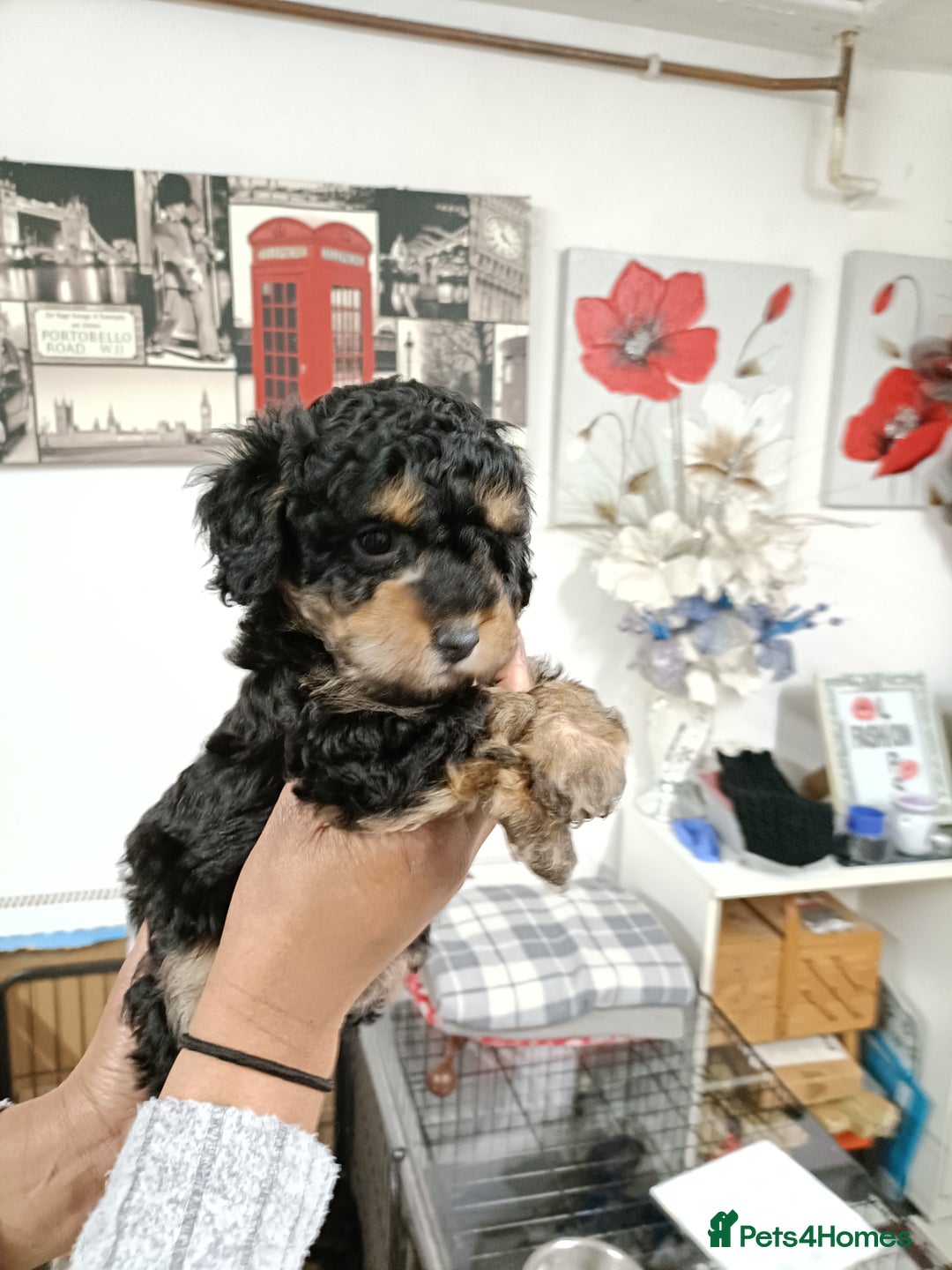 Toy Poodle dogs for sale: Phantom toy poodles - Advert 1