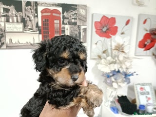 Toy Poodle dogs Phantom toy poodles - Advert 1