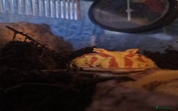 Frog reptiles for sale: Pacman frog + full set up - Image 4