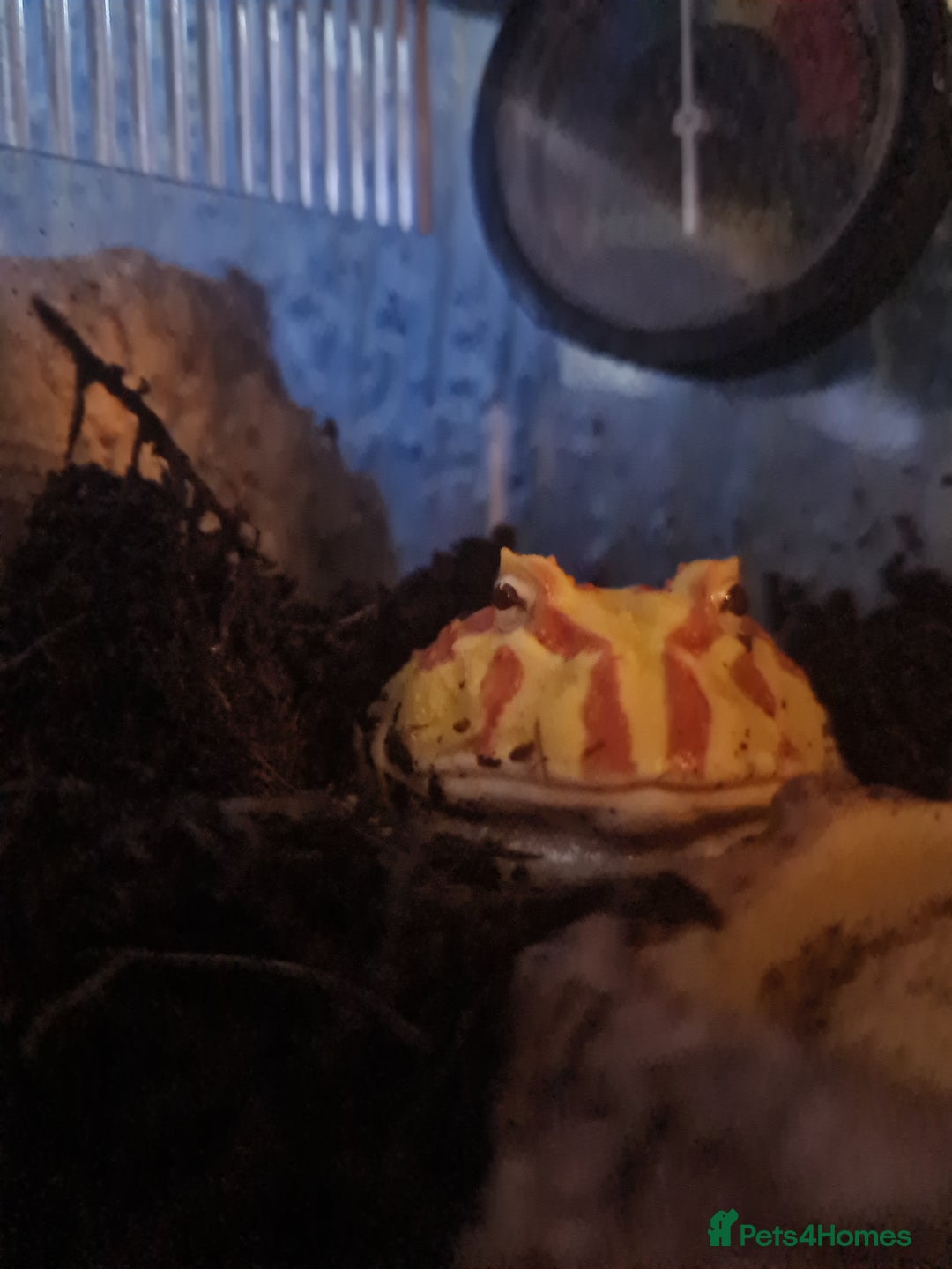 Frog reptiles for sale: Pacman frog + full set up - Image 4