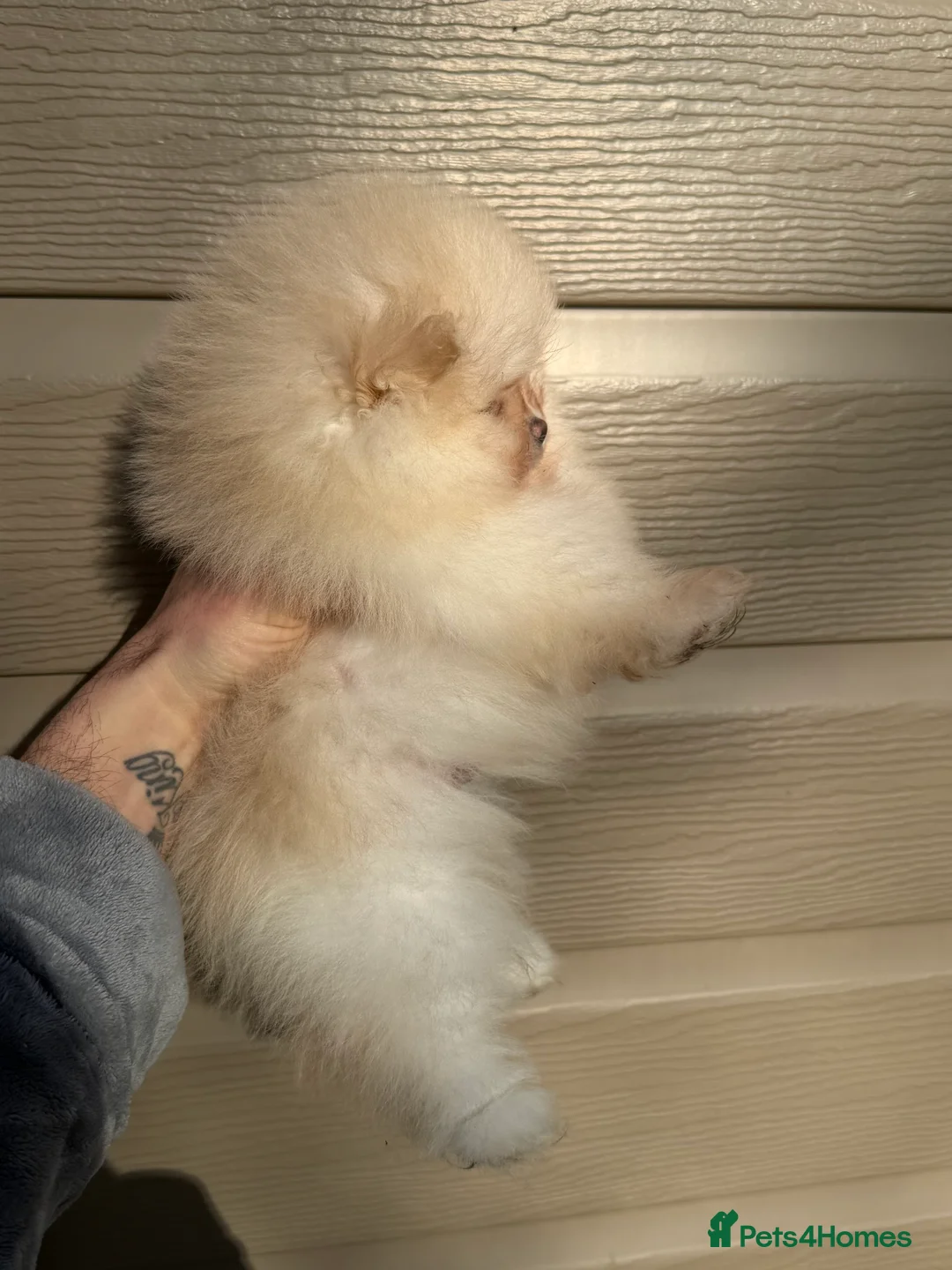 Pomeranian dogs for sale: Beautiful Purebred Pomeranian Puppies - Advert 2