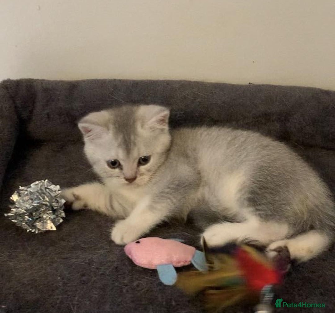 British Shorthair cats for sale: BSH quality Silvers - Image 13