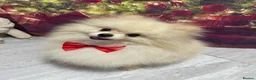 Pomeranian dogs for sale: Pomeranian Stud in Rugby - Advert 2