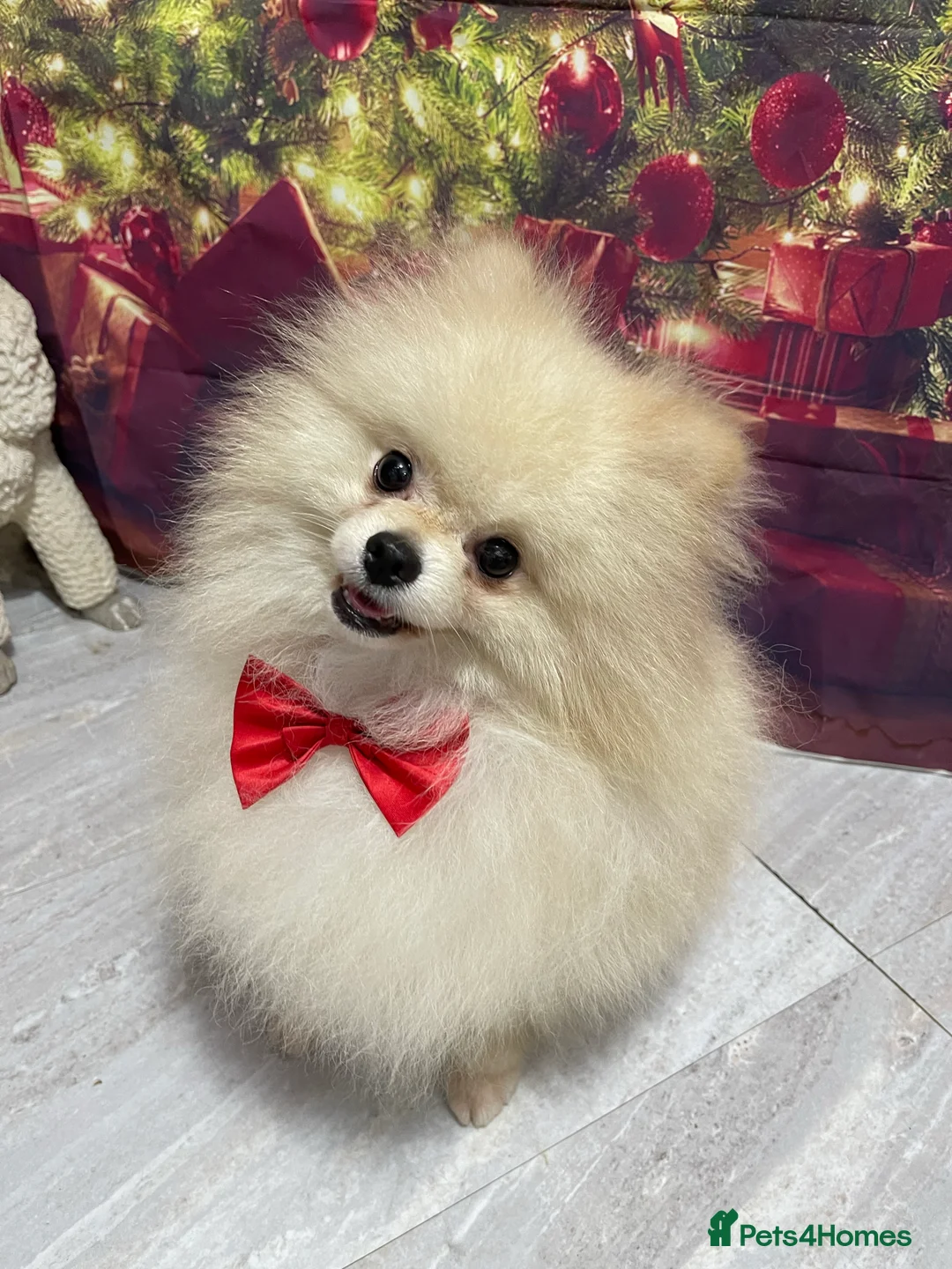 Pomeranian dogs for sale: Pomeranian Stud in Rugby - Advert 2