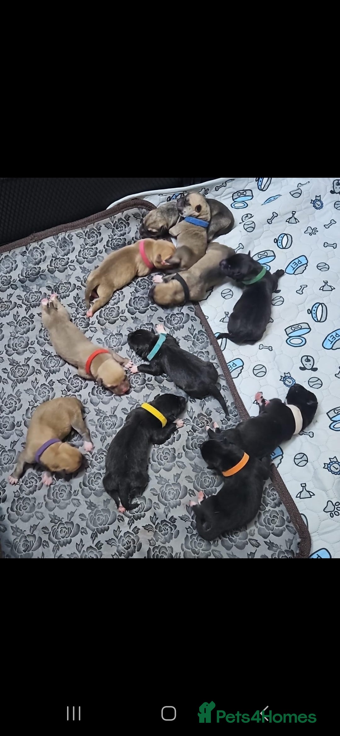 Mixed Breed dogs for sale: Beautiful Mix, Husky/Corso X Akita/Staff, Large  - Advert 3