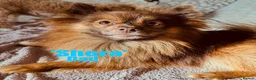 Pomeranian dogs for sale: Pomeranian puppies  in Bishop Auckland - Advert 2