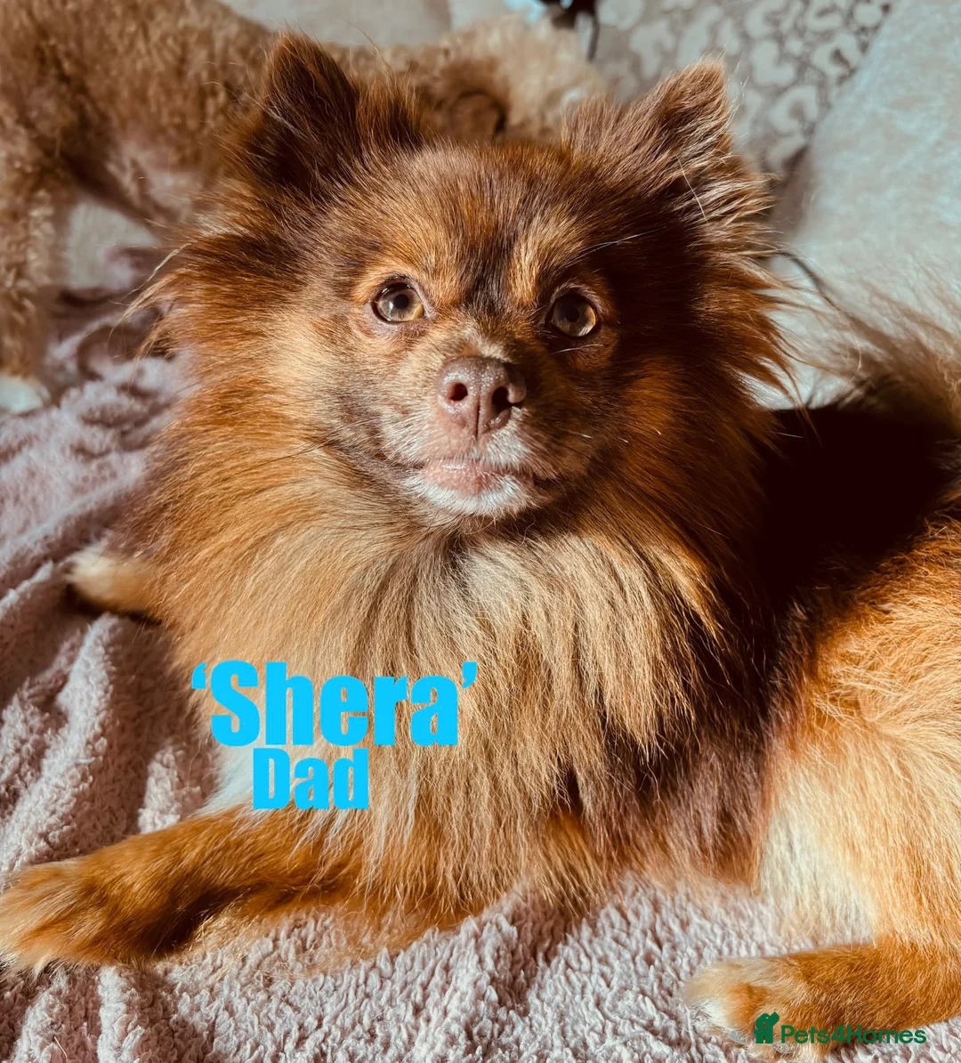 Pomeranian dogs for sale: Pomeranian puppies  in Bishop Auckland - Advert 2