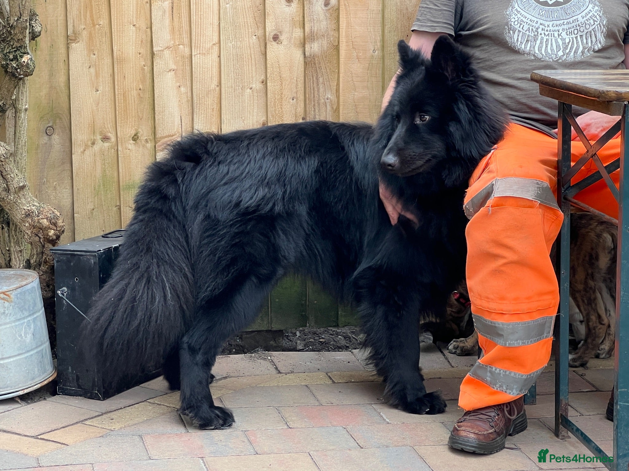 German Shepherd dogs *Proven* Black German Shepherd Dog Male at Stud  - Advert 18