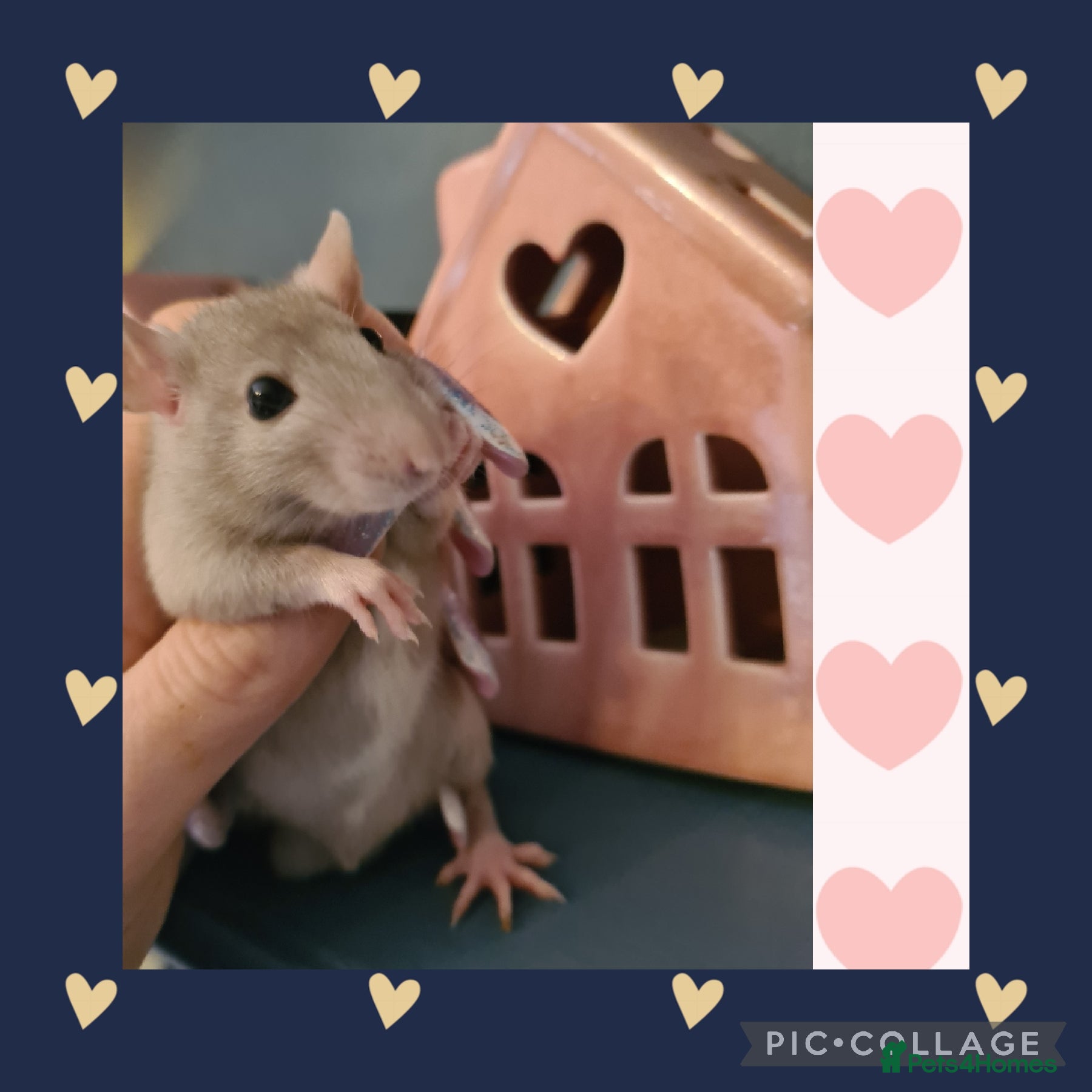 Rat rodents ***Stunning Tame and Loving Natured Baby Rats *** - Advert 2