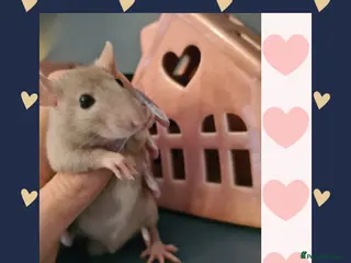 Rat rodents ***Stunning Tame and Loving Natured Baby Rats *** - Advert 9