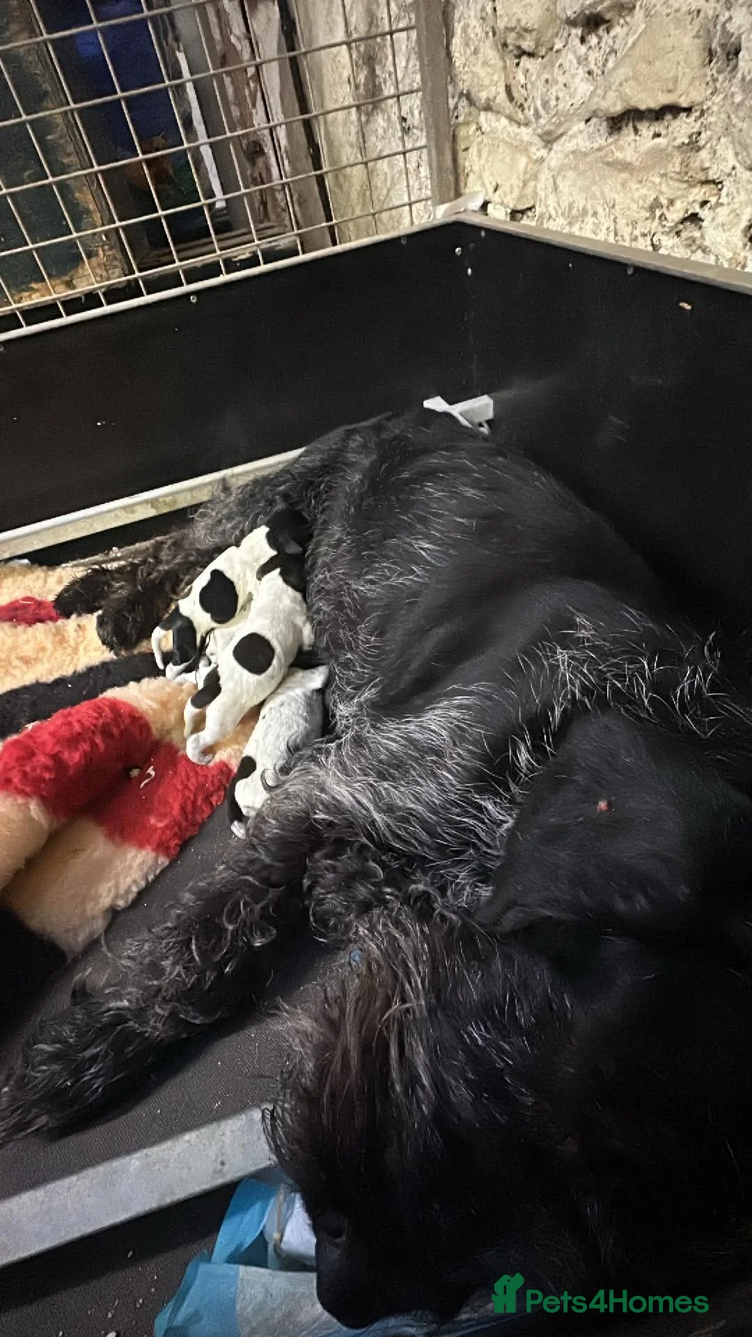 German Wirehaired Pointer dogs for sale: German Wire haired pointer  - Advert 8