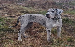 Great Dane dogs for sale: Stunning 14-month-old female merle Great Dane - Image 2