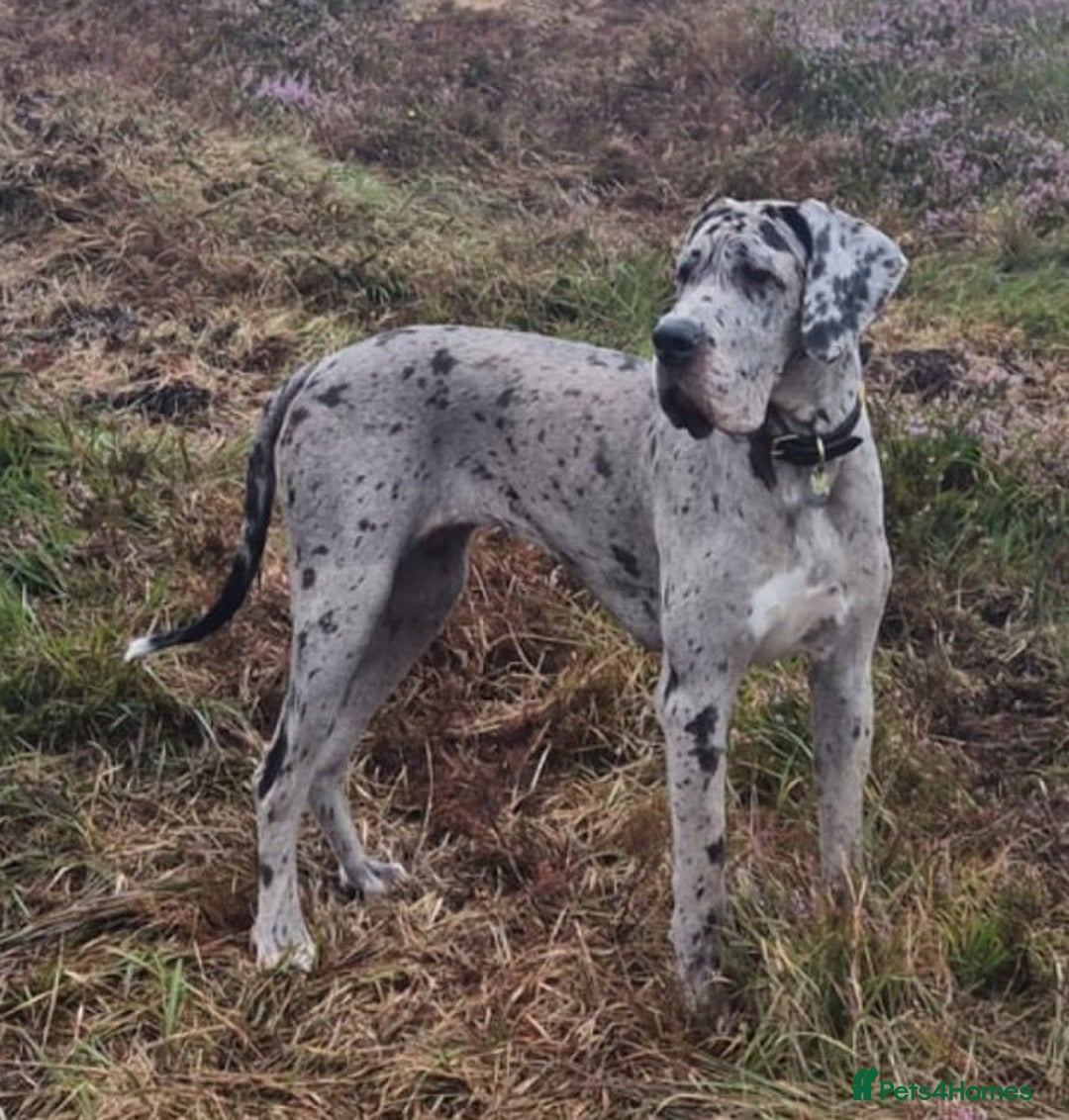Great Dane dogs for sale: Stunning 14-month-old female merle Great Dane - Image 2