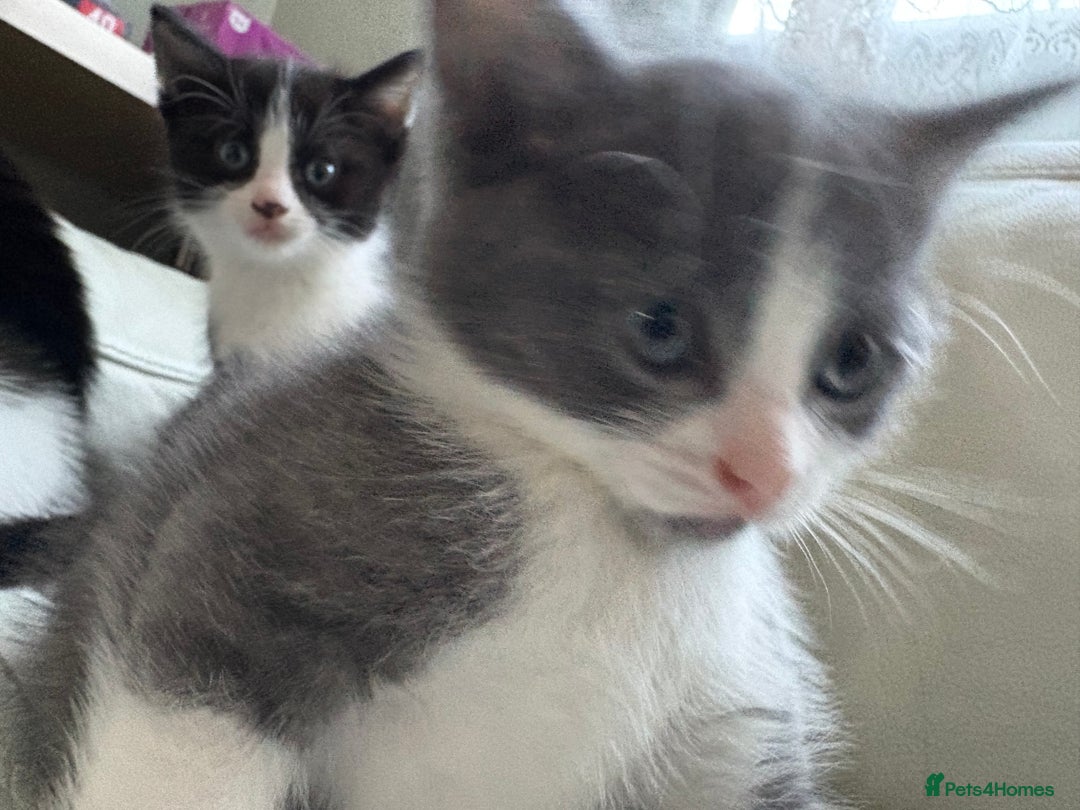 Mixed Breed cats for sale: Kittens for sale - Image 6