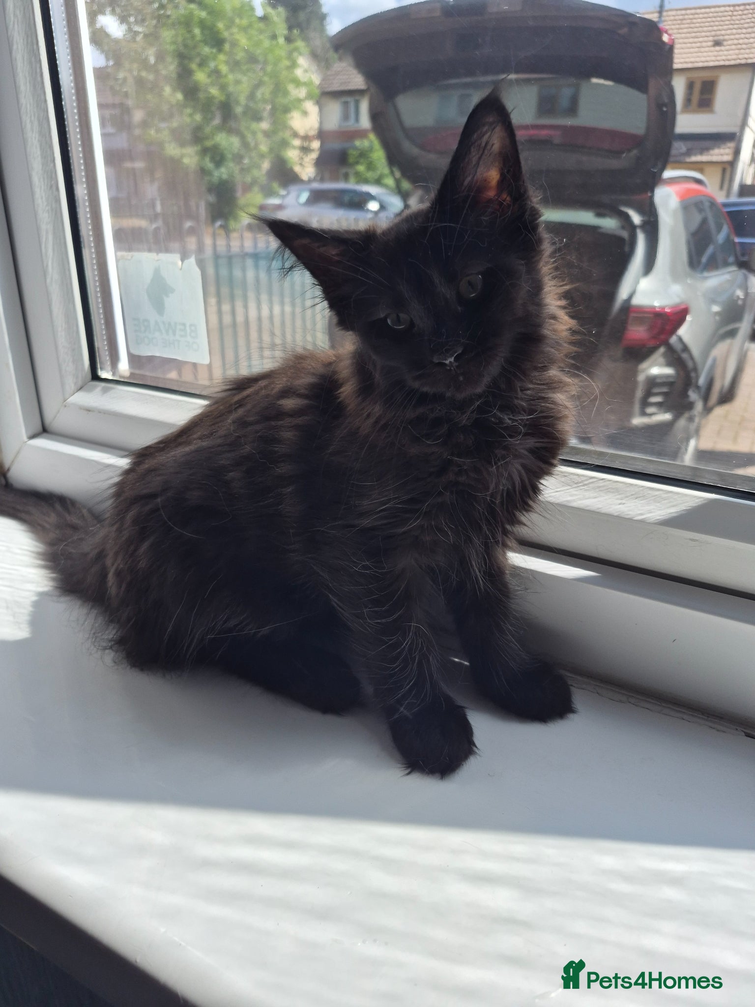 Maine Coon cats Beautiful Maine coon kittens - Advert 2
