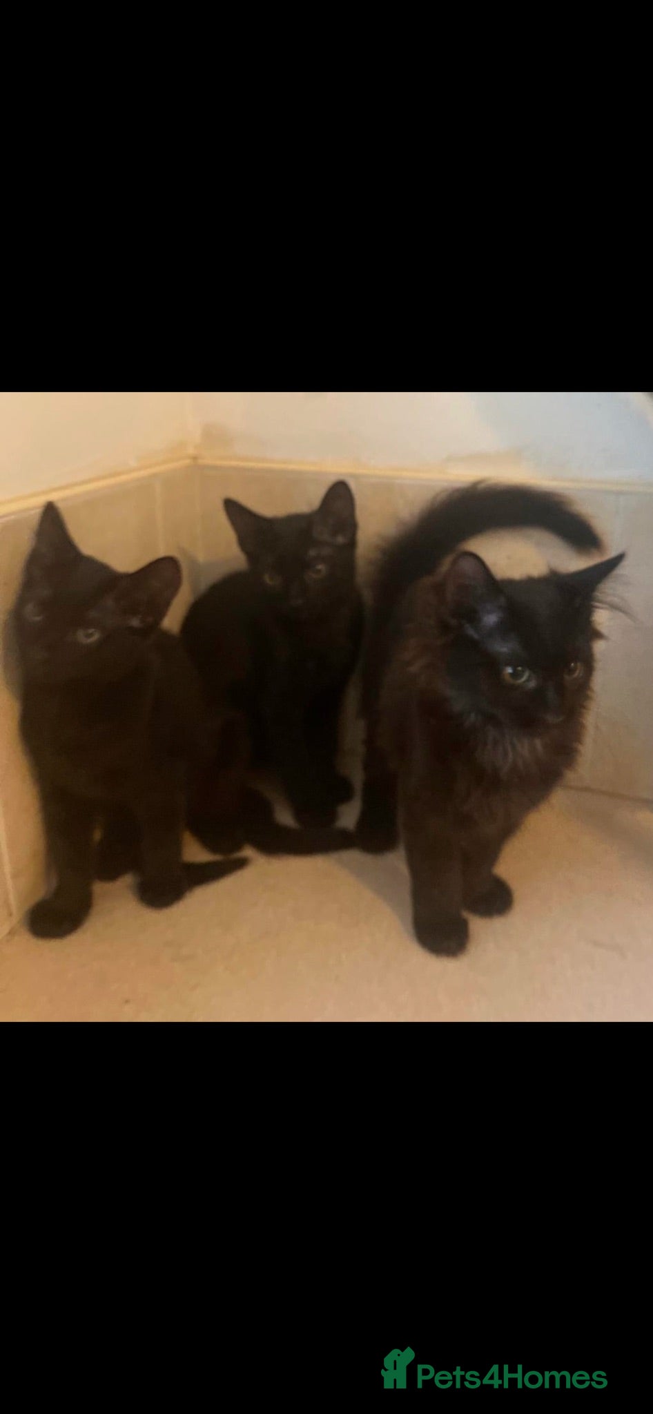 Domestic Shorthair cats Black Kittens For Sale  - Advert 5