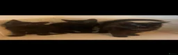 Domestic Shorthair cats for sale: Black Kittens For Sale  - Advert 6