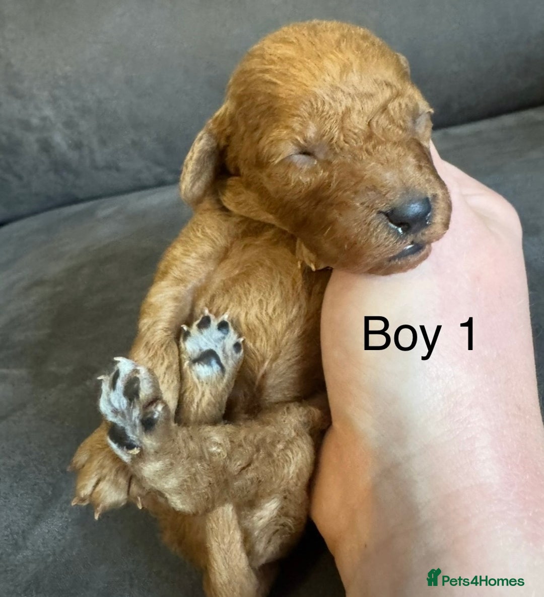 Miniature Poodle dogs for sale: Stunning miniature poodles available - Image 8